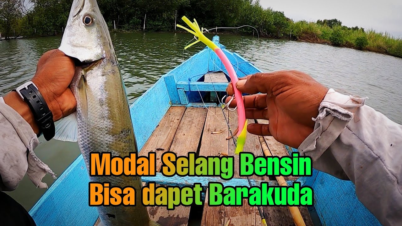 5 Tips Racikan Umpan Ikan Barakuda Di Pemancingan Laut