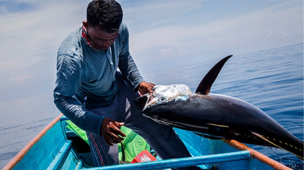 5 Tips Racikan Umpan Ikan Tuna Di Pemancingan Laut