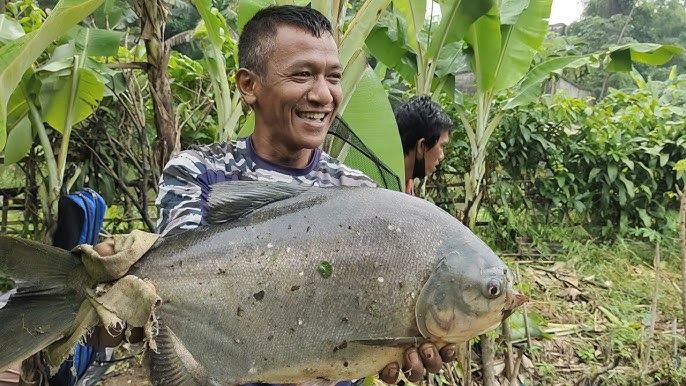 3 Racikan Umpan Jitu Ikan Bawal Di Pemancingan Kiloan